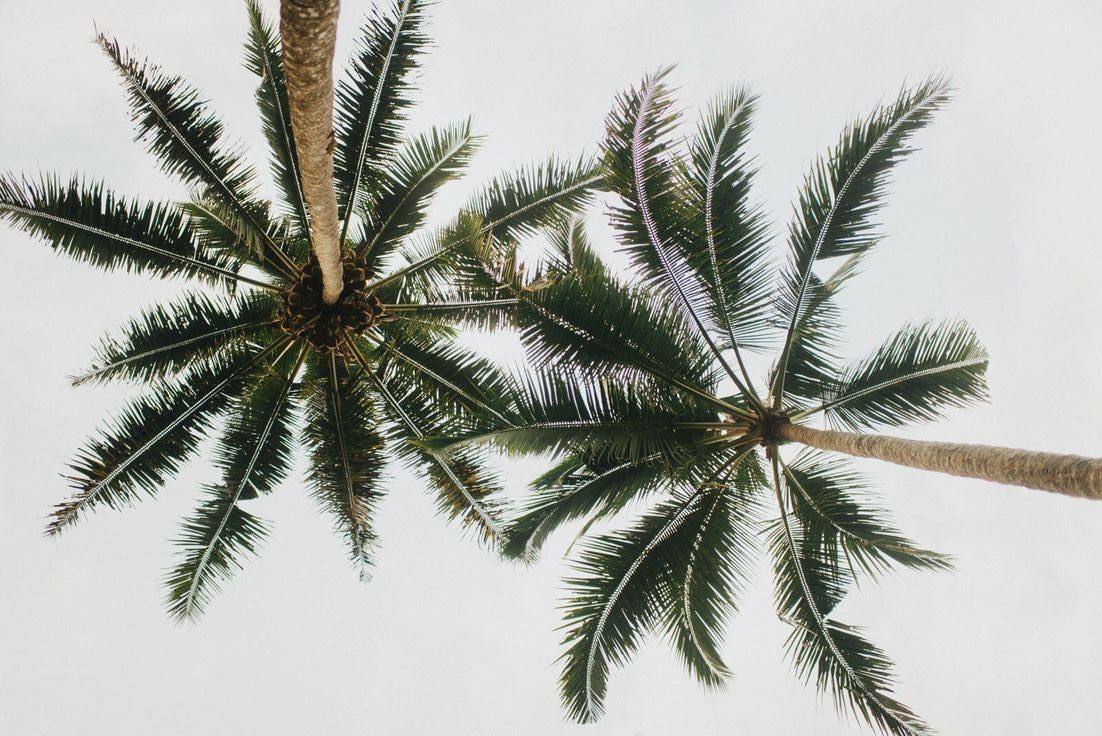 Palm trees against a pale sky